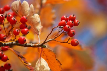 Fototapeta na wymiar branch of a tree with red berries
