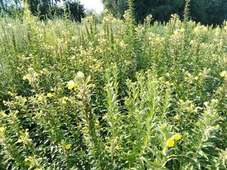 Obraz premium łąka