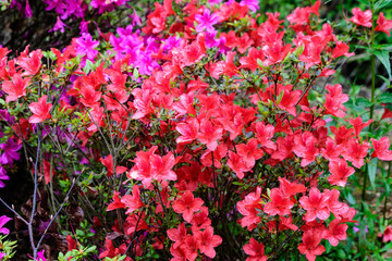 Bush of delicate red flowers of azalea or Rhododendron plant in a sunny spring Japanese garden, beautiful outdoor floral background
