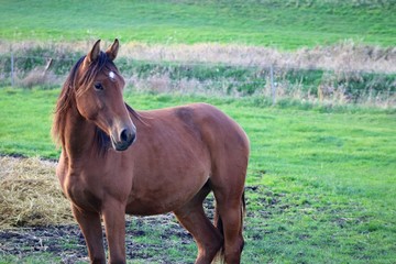 Fototapeta premium horse in the field
