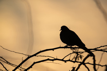 Sihouette of Eurasian Collard Dove, Hamala, Bahrain