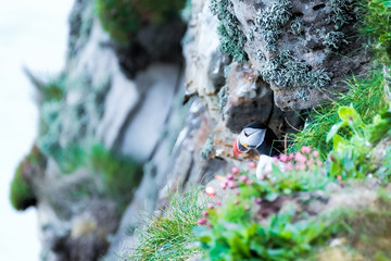 Puffin on a cliff ledge with pink sea thrift at the entrance to its burrow looking out over the ocean