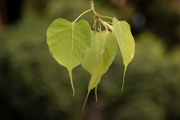 Heart shape young green `Pho` Buddhist tree leaf bush. 