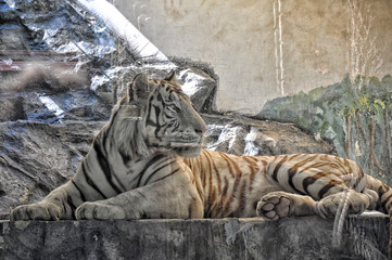 White tiger lies in a cage behind glass, protecting animals