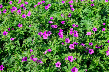 Many delicate light pink flowers of Geranium pratense wild plant, commonly known as meadow crane's-bill or meadow geranium, in a garden in a sunny summer day,  beautiful outdoor floral background