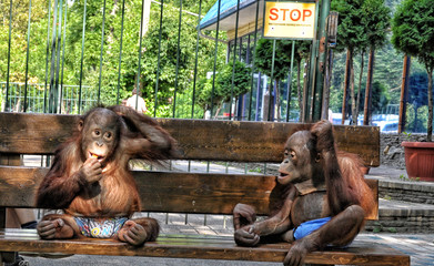 Big monkey sitting on a bench in shorts, close-up