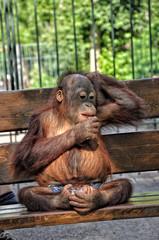 Big monkey sitting on a bench in shorts, close-up