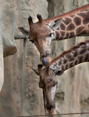 two giraffes on the background of stones, stand in the corral, close-up