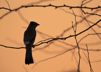 Silhouette of Grey Hypocolius perched on acacia tree, Bahrain