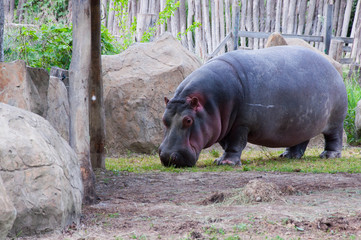 Big hippo walks on land, sleeps, lies on the grass and drinks water, close-up