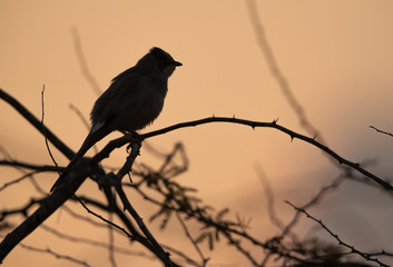 Silhouette of Grey Hypocolius, Bahrain