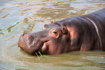 Big hippo walks on land, sleeps, lies on the grass and drinks water, close-up