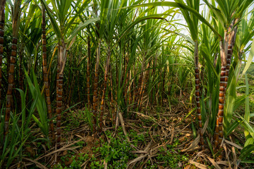 Sugarcane planted to produce sugar and food. Food industry. Sugar cane fields, culture tropical and planetary stake. Sugarcane plant sent from the farm to the factory to make sugar.
