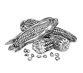 Corn with seeds in line art style.