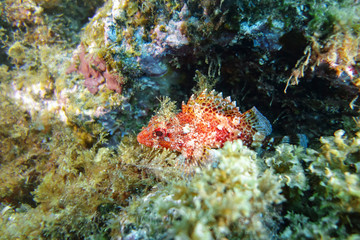 Red scorpionfish-Rascasse rouge (Scorpaena Notata), Pico island, Azores.