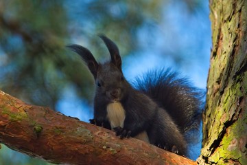 Naklejka na ściany i meble Ein dunkles schwarzes eurasisches Eichhörnchen schaut neugierig von einem Baum herunter mit blau grünem Hintergrund, sciurus vulgaris
