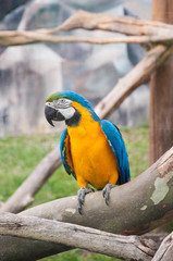 Yellow Ara parrot sitting on a branch in a cage, animal protection