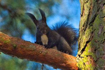 Ein dunkles schwarzes eurasisches Eichhörnchen schaut neugierig von einem Baum herunter mit blau grünem Hintergrund, sciurus vulgaris