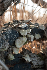 Fungus on Dead Tree