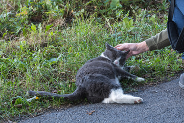 Eine streunende Katze lässt sich am Straßenrand streicheln