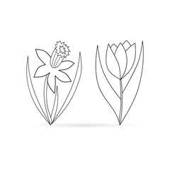 Outline narcissus and tulip isolated on white, coloring doodle flower set, hand drawing art line, flower collection, vector stock illustration