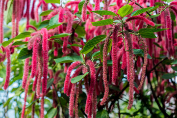 Flowering shrub Acalypha hispida grown in a greenhouse with a tropical climate. Background