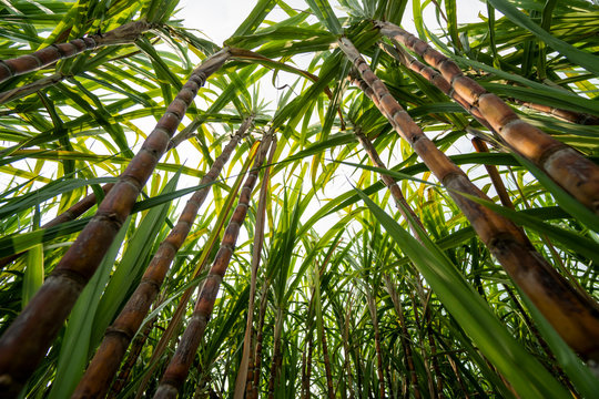 Sugarcane planted to produce sugar and food. Food industry. Sugar cane fields, culture tropical and planetary stake. Sugarcane plant sent from the farm to the factory to make sugar.