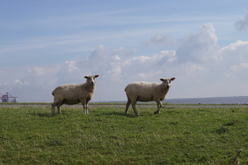 Two sheep standing on grass in front of the sea