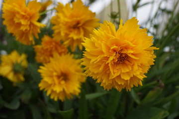 A bright and yellow coreopsis blossom