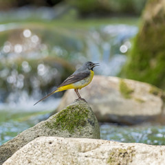 The grey wagtail (Motacilla cinerea) is a member of the wagtail family, Motacillidae. Gray wagtail (Motacilla cinerea) in a typical breeding ecosystem.
