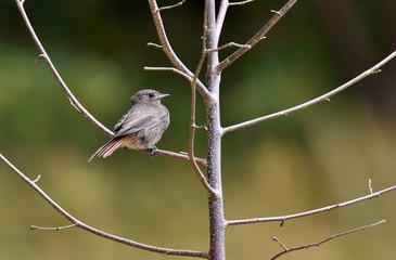 young black redstart on a branch