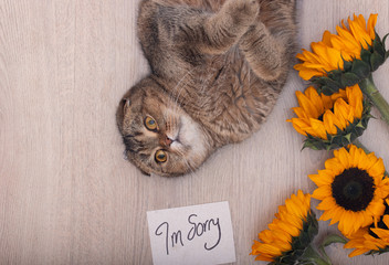 Gorgeous and cute Scottish fold cat with sorry note
