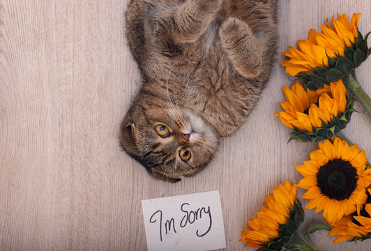 Gorgeous and cute Scottish fold cat with sorry note