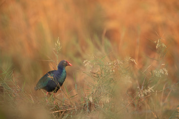 Common Moorhen with beautiful bokeh background, Bahrain