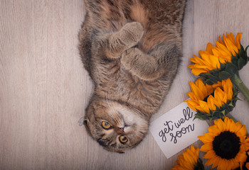 Upside down kitty wishing healthy recovery