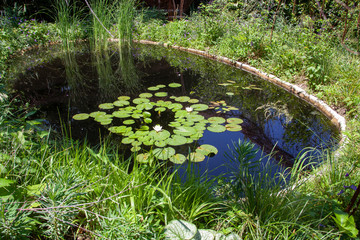 Aménagement de jardin - bassin avec des nénuphars et plantes vertes