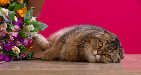 Cute and sad Scottish fold cat laying next to a flower bouquet