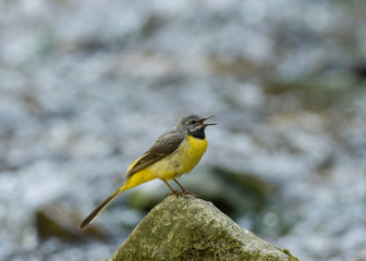 The grey wagtail (Motacilla cinerea) is a member of the wagtail family, Motacillidae. Gray wagtail (Motacilla cinerea) in a typical breeding ecosystem.