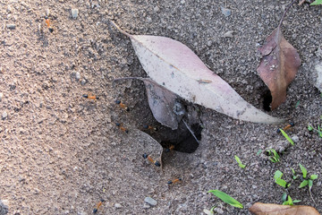 anded Sugar Ants at nest