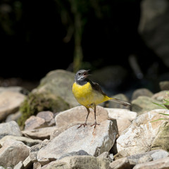 The grey wagtail (Motacilla cinerea) is a member of the wagtail family, Motacillidae. Gray wagtail (Motacilla cinerea) in a typical breeding ecosystem.