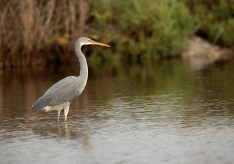 Western reef heron fishing at Asker Marsh, Bahrain