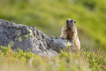 Naklejka na ściany i meble Marmot on the guard, Marmot (Marmota marmota), Slovakia, Low Tatras