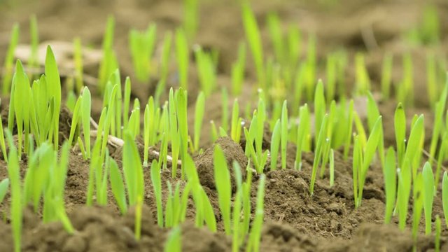 A closeup view of crops that grow in a field.
