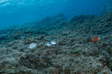 Landsea of Pico island, Azores.