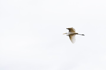 The egret preys on fish with long beaks, and the flying figure is also very beautiful.