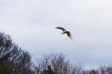 The egret preys on fish with long beaks, and the flying figure is also very beautiful.