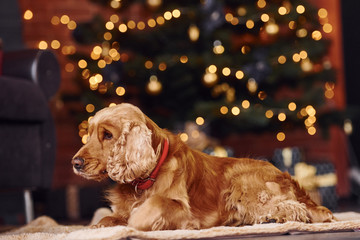 Portrait of cute dog indoors in festive christmas decorated room
