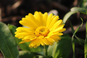 yellow flower in garden