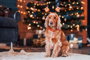 Portrait of cute dog with new year toy on head indoors in festive christmas decorated room