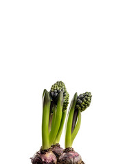 Hyacinth on white.